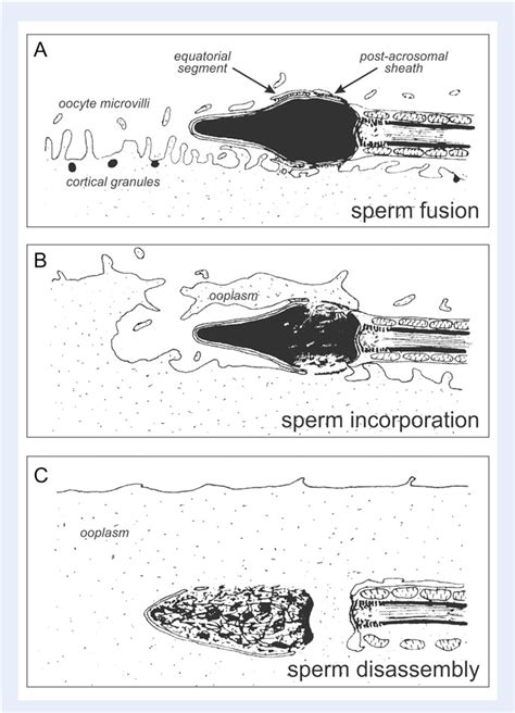 The functional anatomy of the human spermatozoon: relating ...